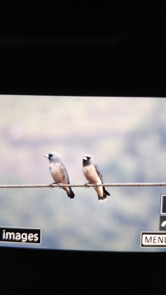 Ashy Woodswallow - ML643292172