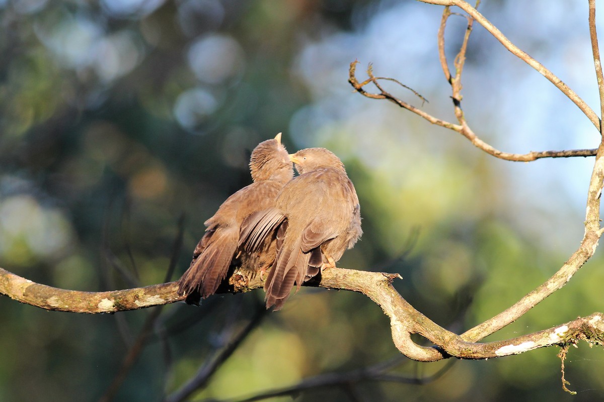Yellow-billed Babbler - ML643292211