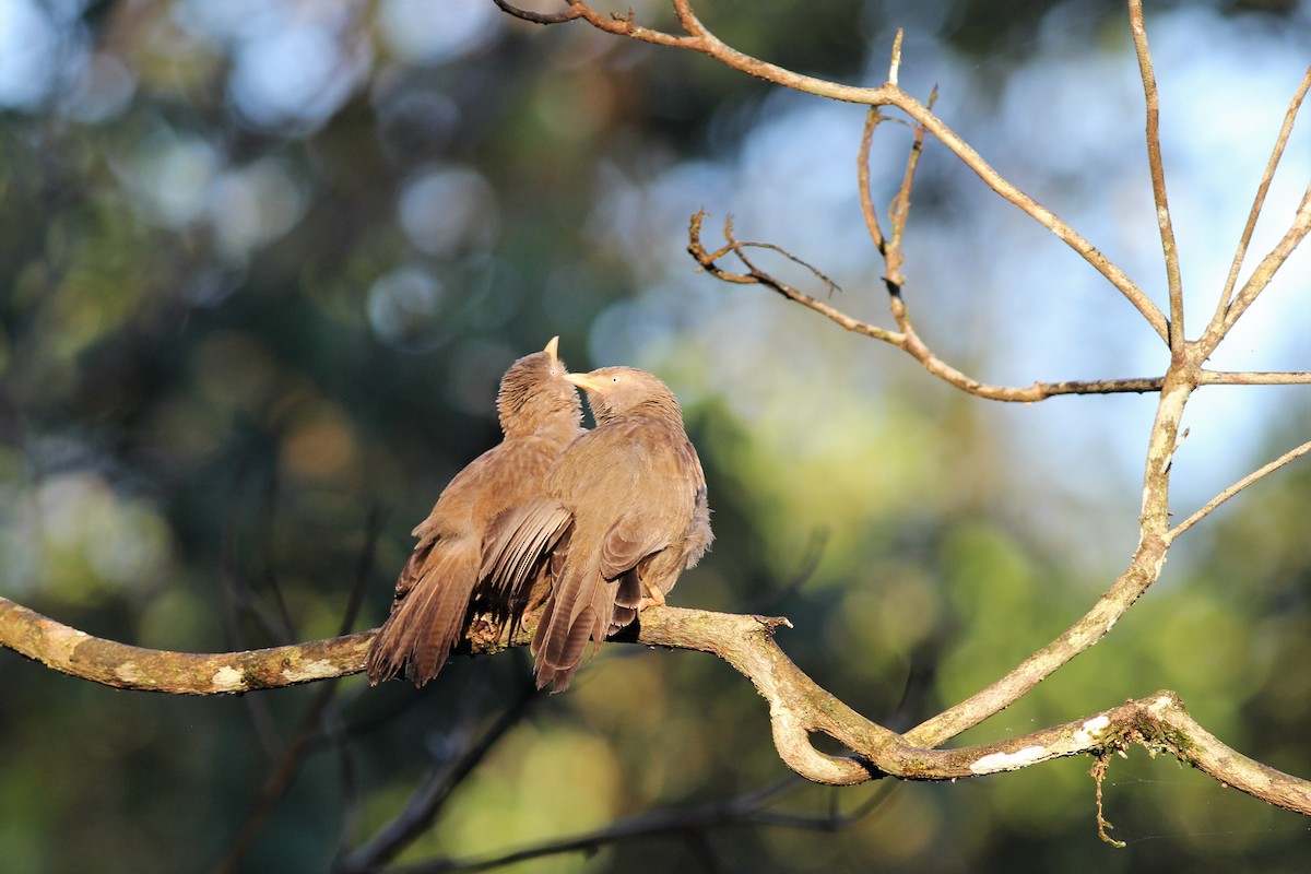 Yellow-billed Babbler - ML643292212