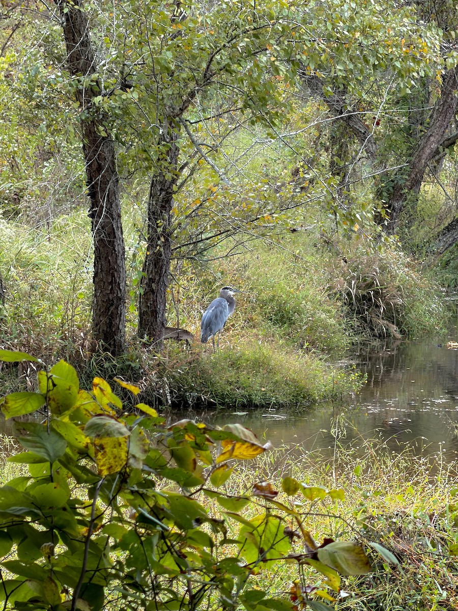 Great Blue Heron - ML643292216