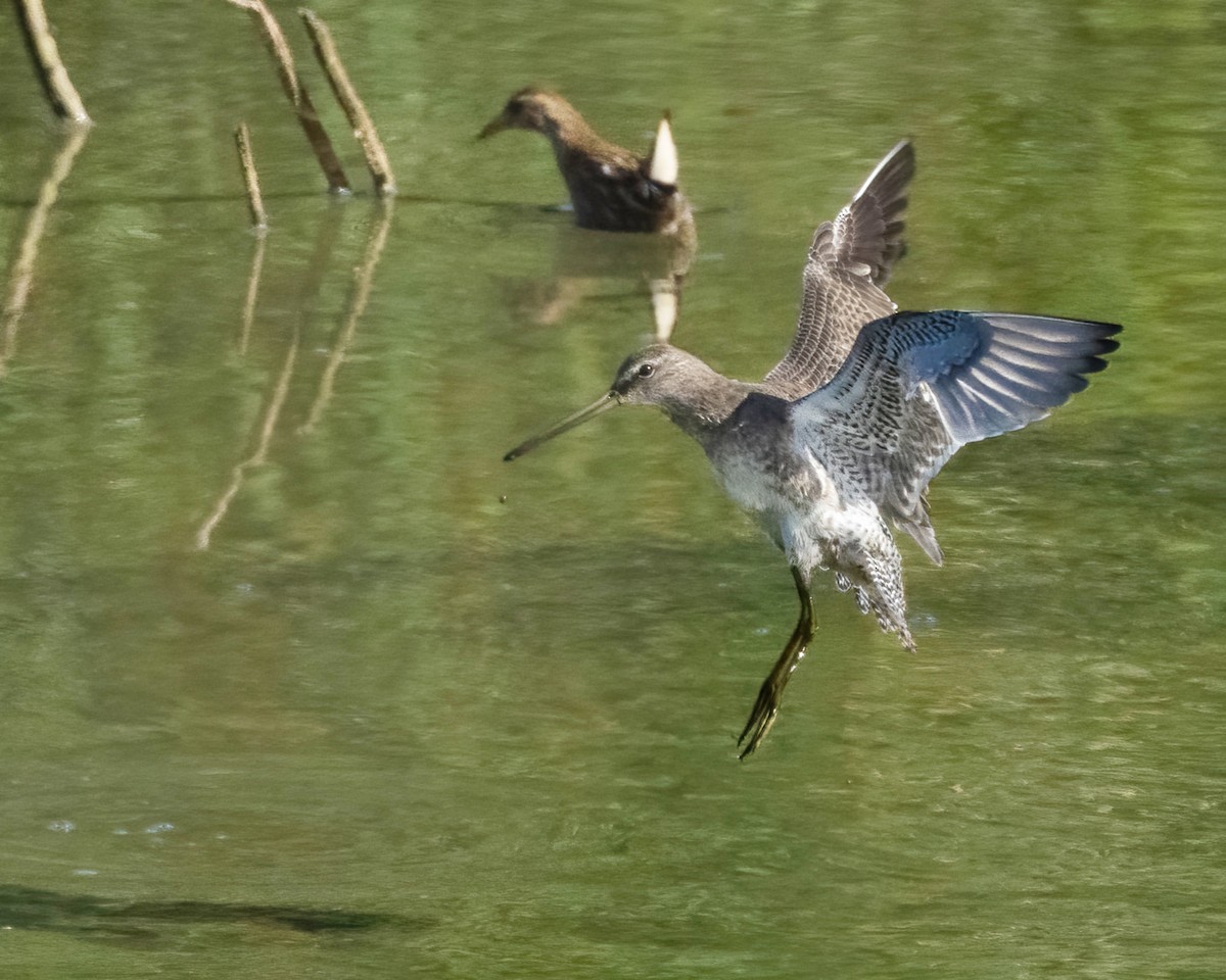 Long-billed Dowitcher - ML643292220