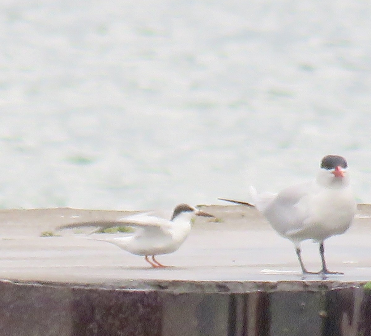 Caspian Tern - ML643292230