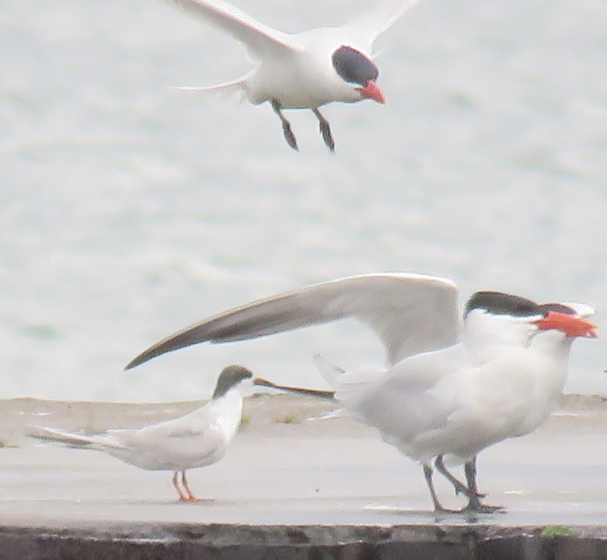Caspian Tern - ML643292231
