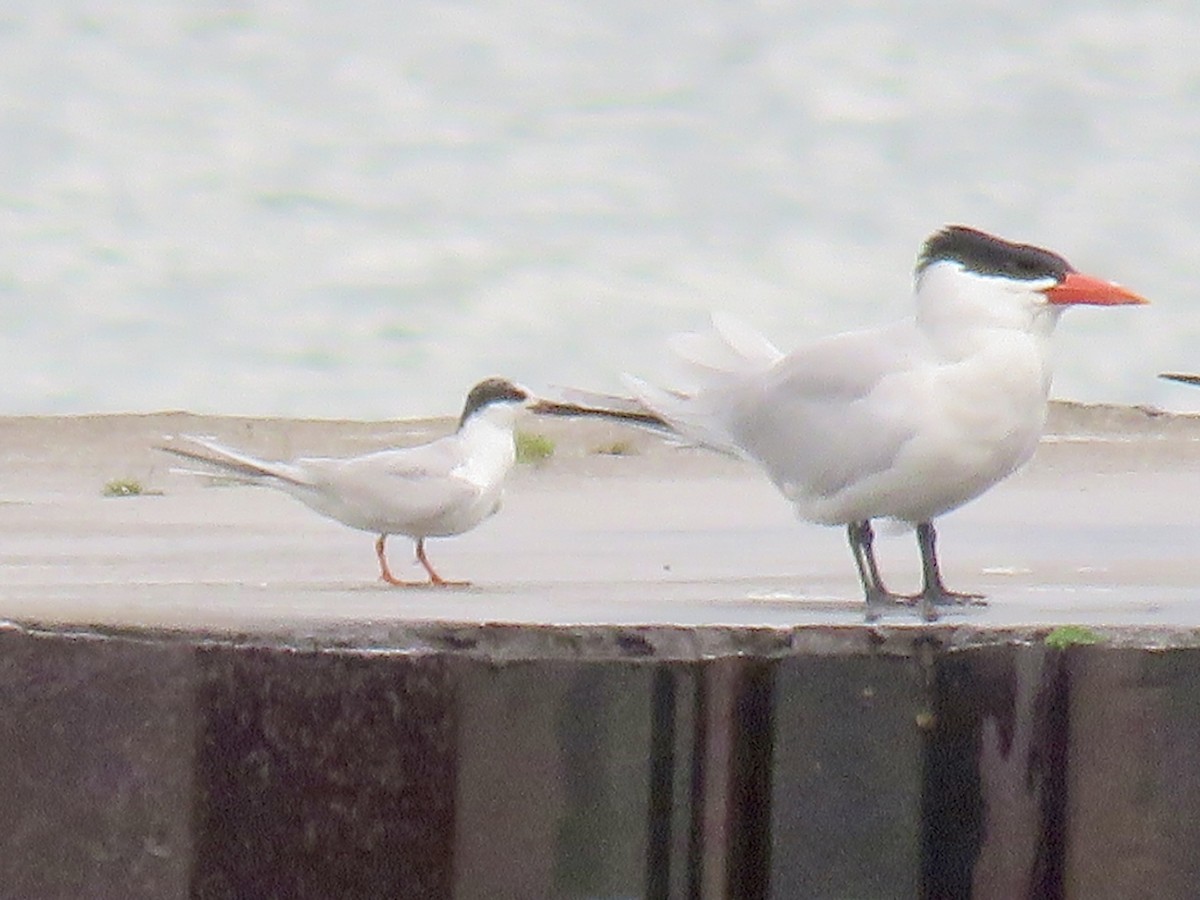 Caspian Tern - ML643292232