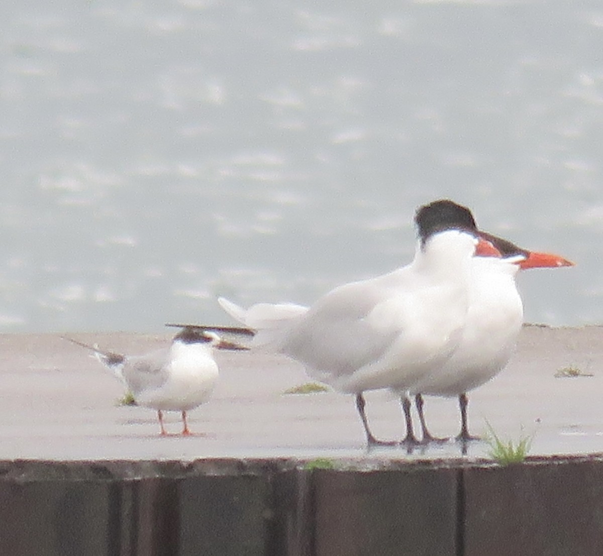 Caspian Tern - ML643292234