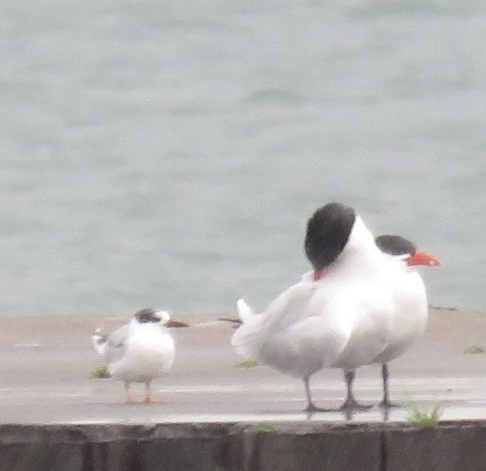 Caspian Tern - ML643292235