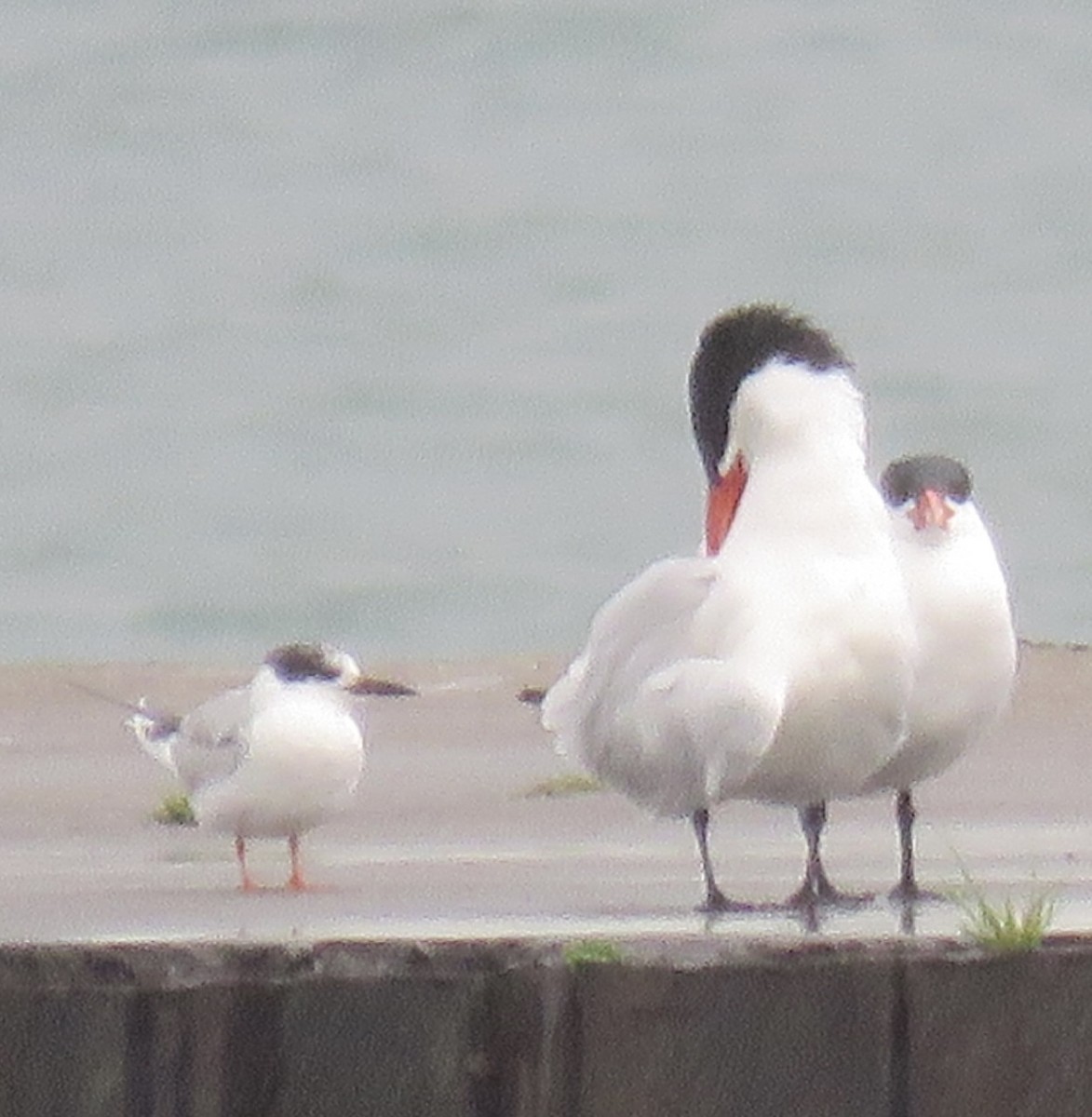Caspian Tern - ML643292236