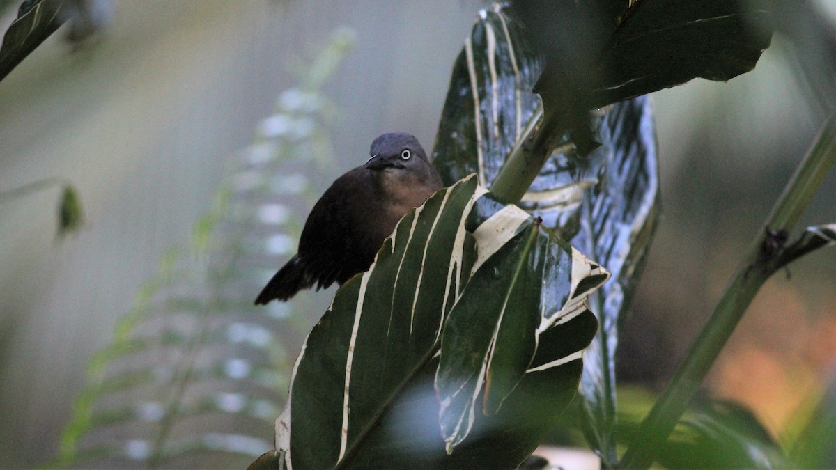 Ashy-headed Laughingthrush - ML643292244