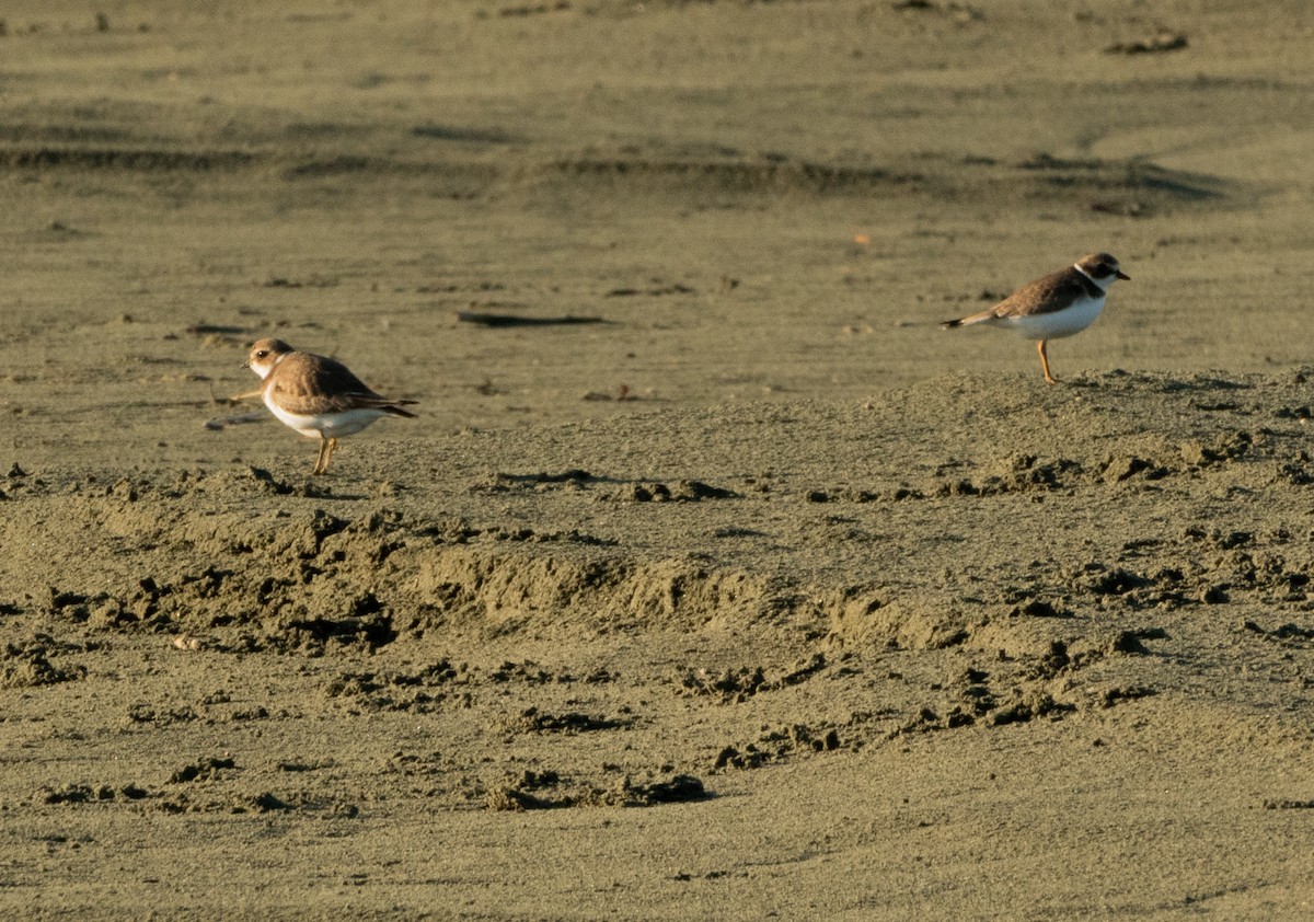 Semipalmated Plover - ML643292250