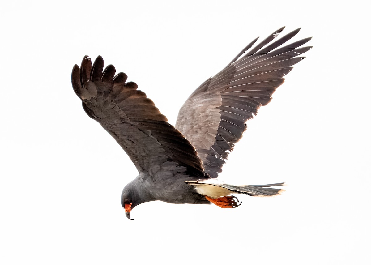Snail Kite - ML643292271