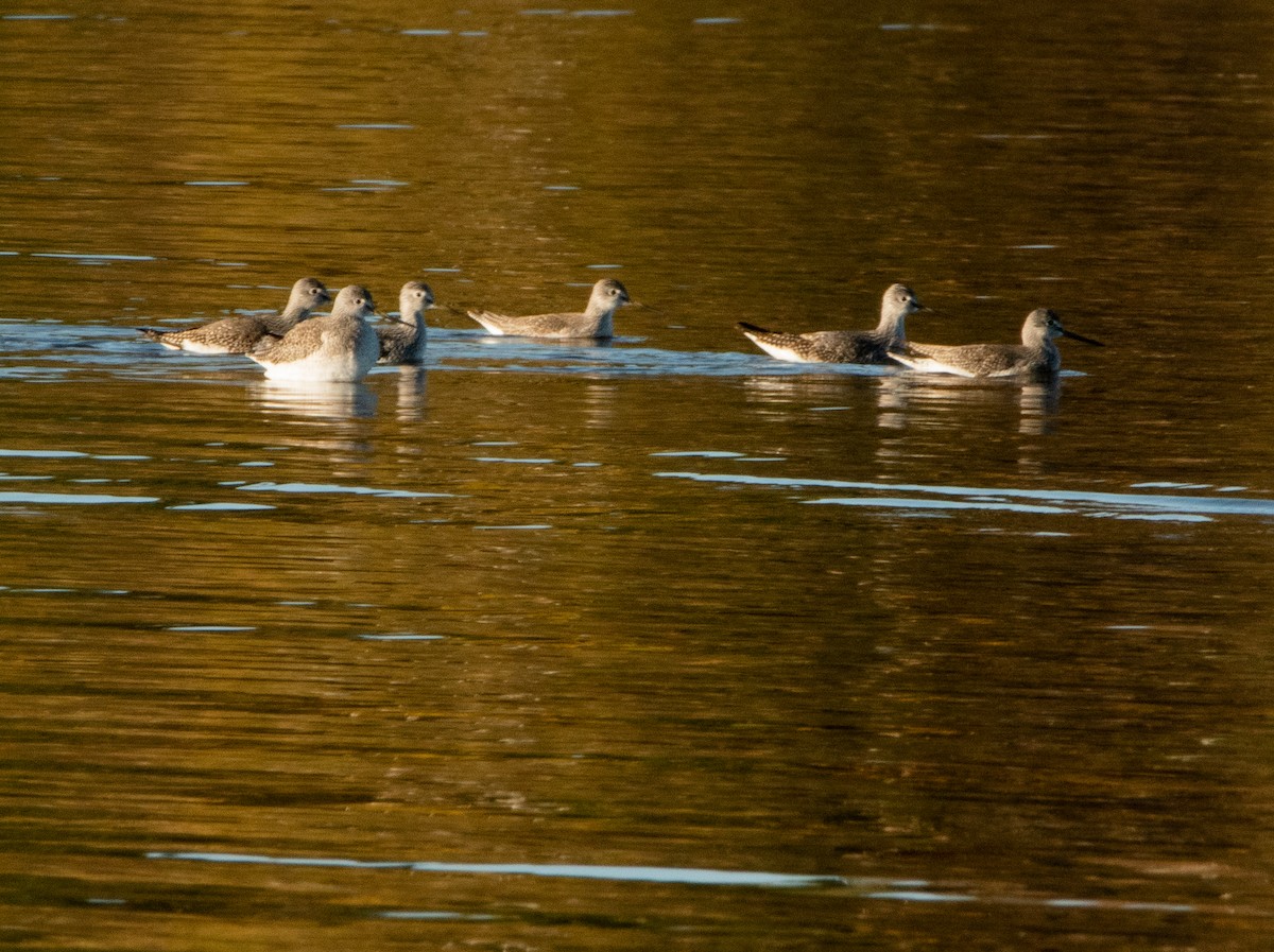 Greater Yellowlegs - ML643292274