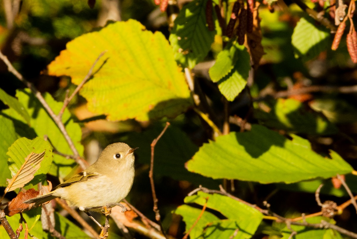 Ruby-crowned Kinglet - ML643292283