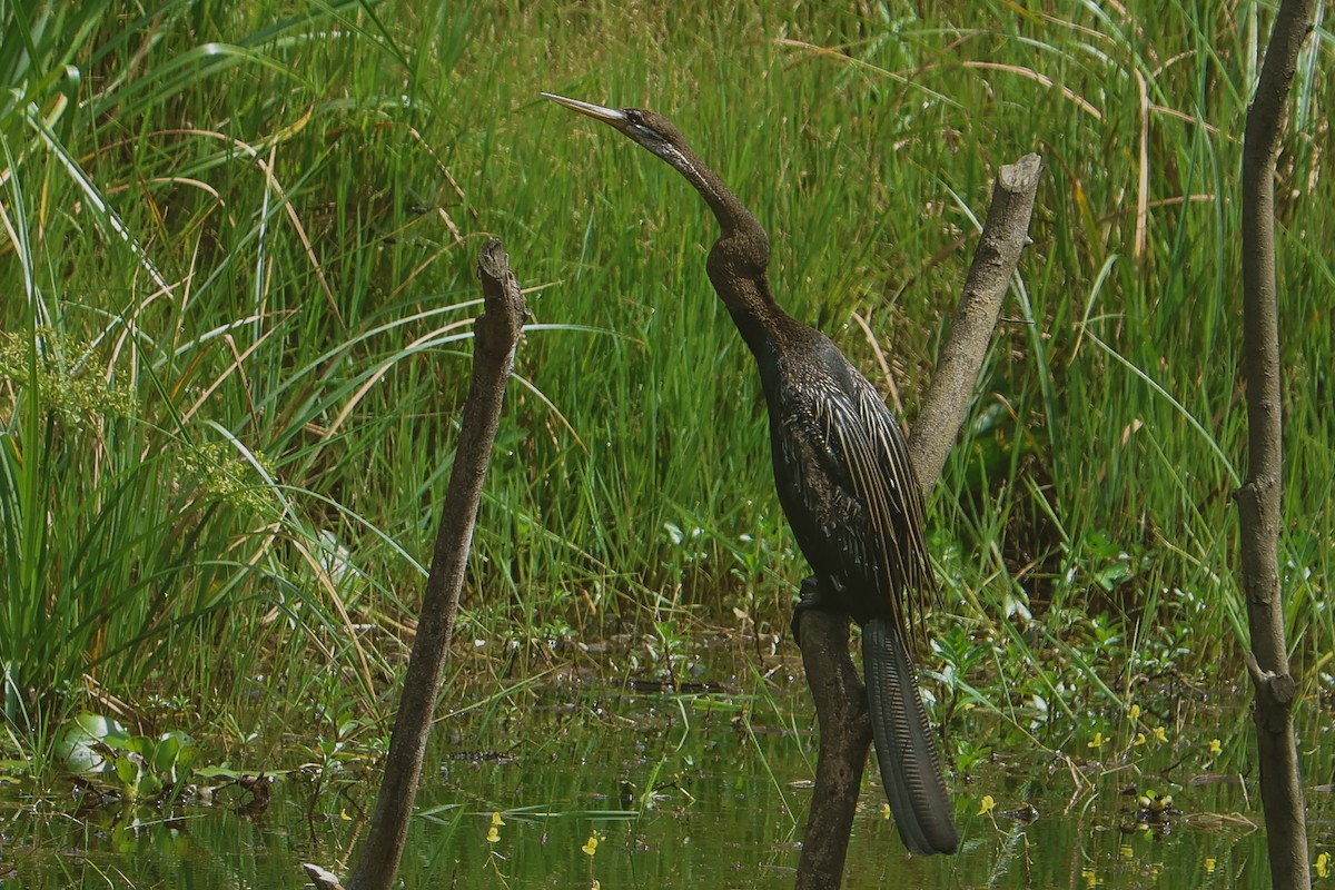 Oriental Darter - ML643292322