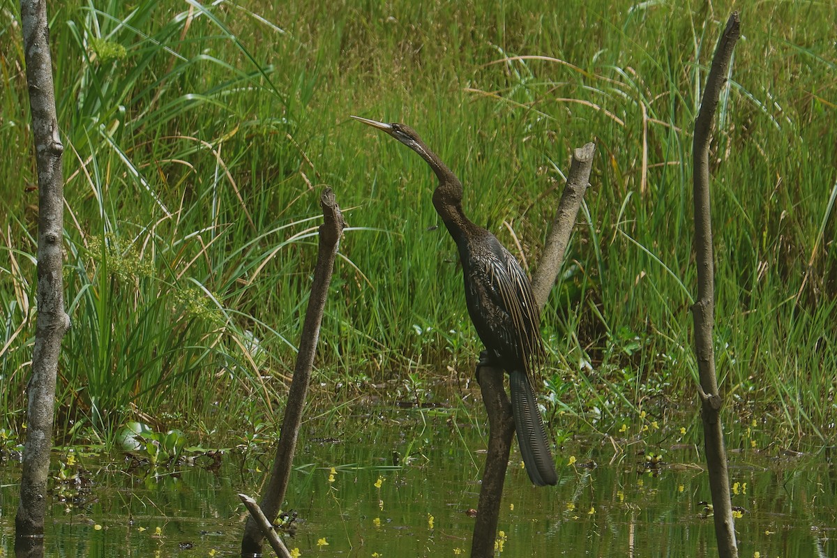 Oriental Darter - ML643292323