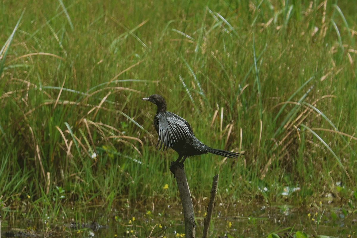 Little Cormorant - ML643292331