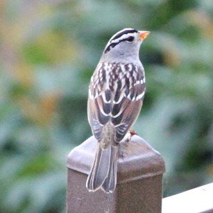 White-crowned Sparrow - ML643292358