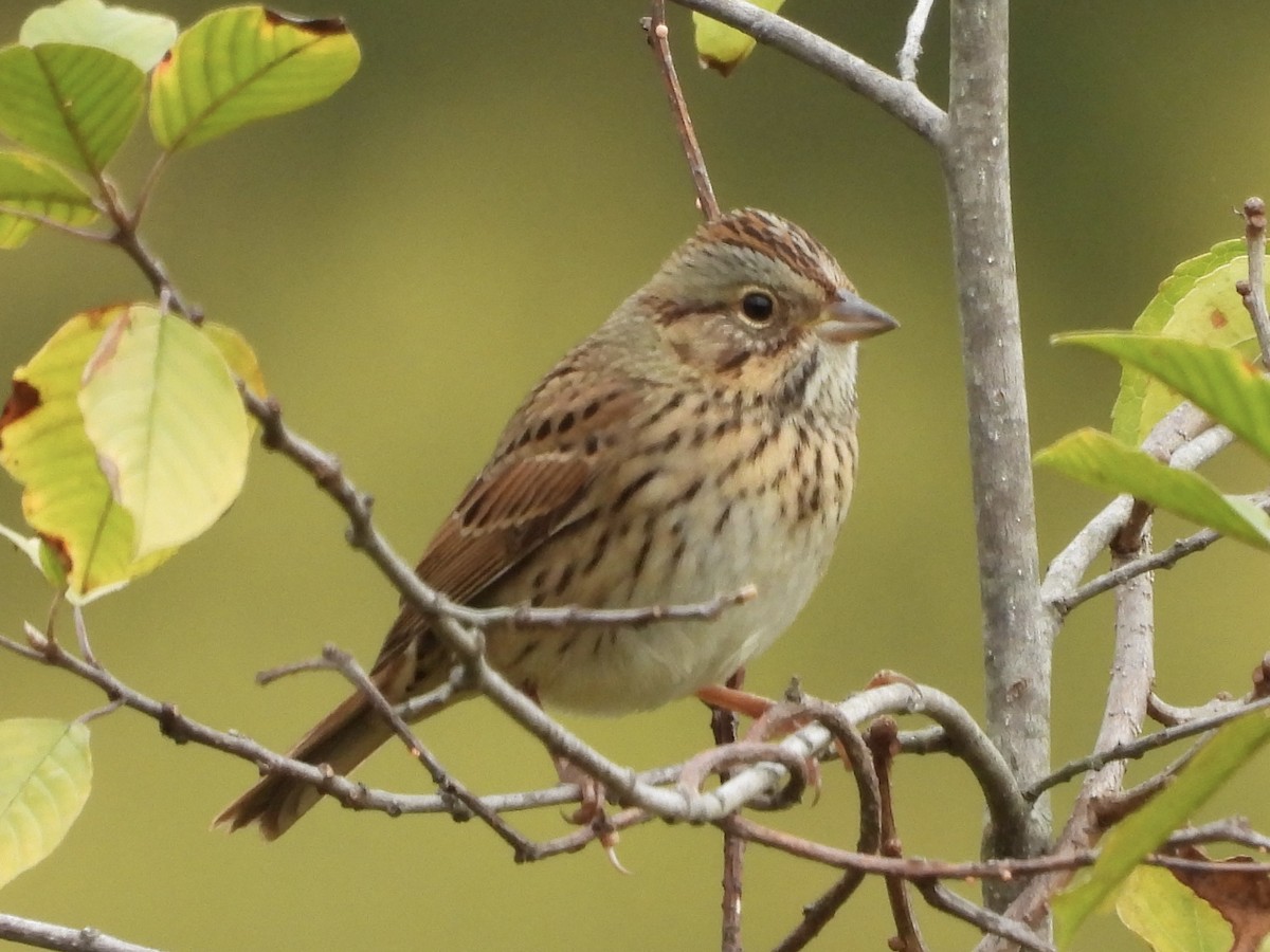 Lincoln's Sparrow - ML643292391