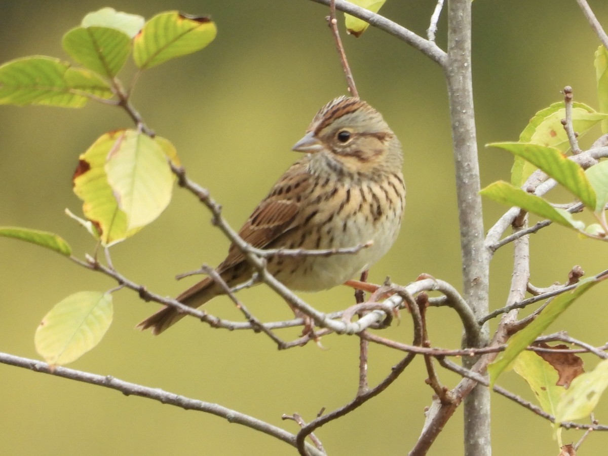 Lincoln's Sparrow - ML643292392
