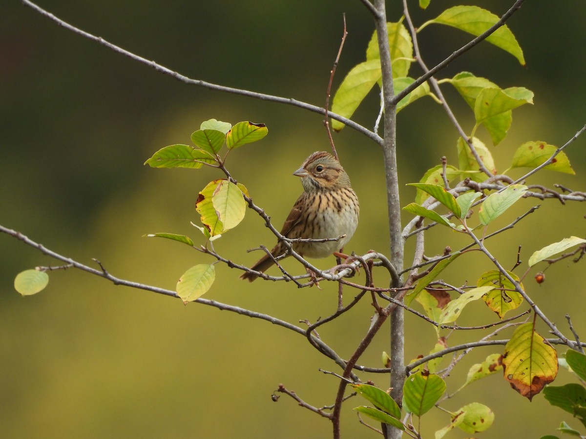 Lincoln's Sparrow - ML643292394