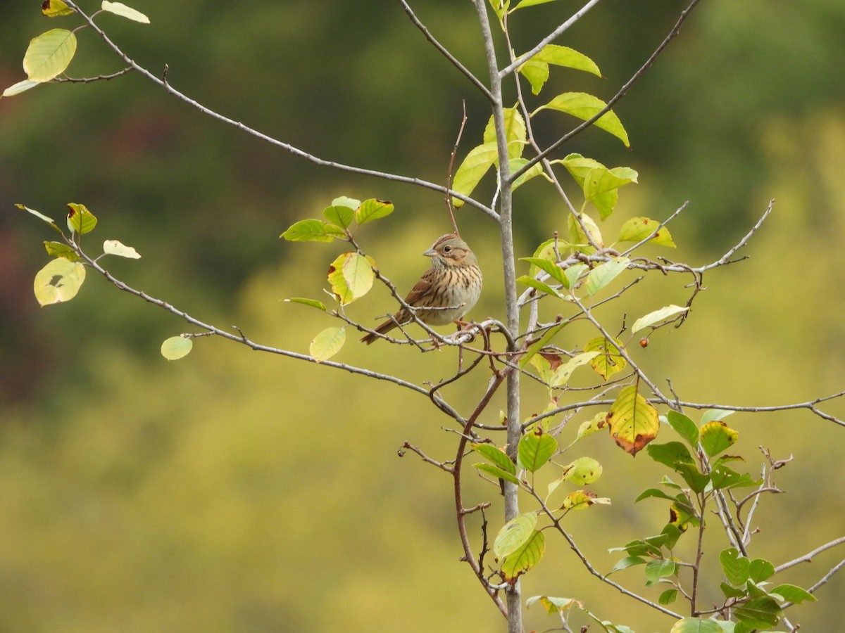 Lincoln's Sparrow - ML643292395