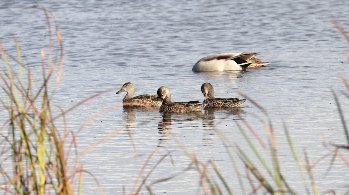 Blue-winged Teal - ML643292401