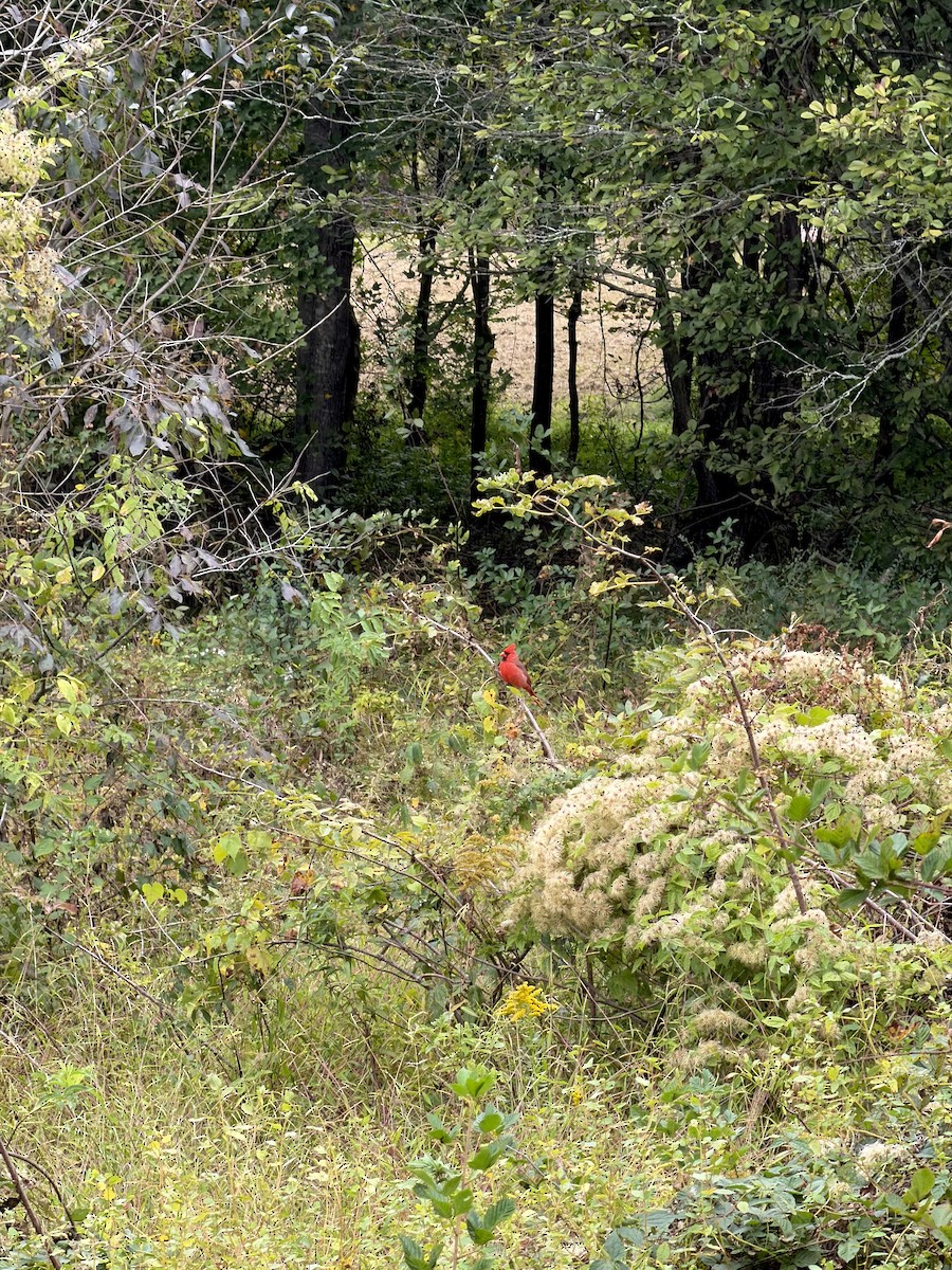 Northern Cardinal - ML643292414