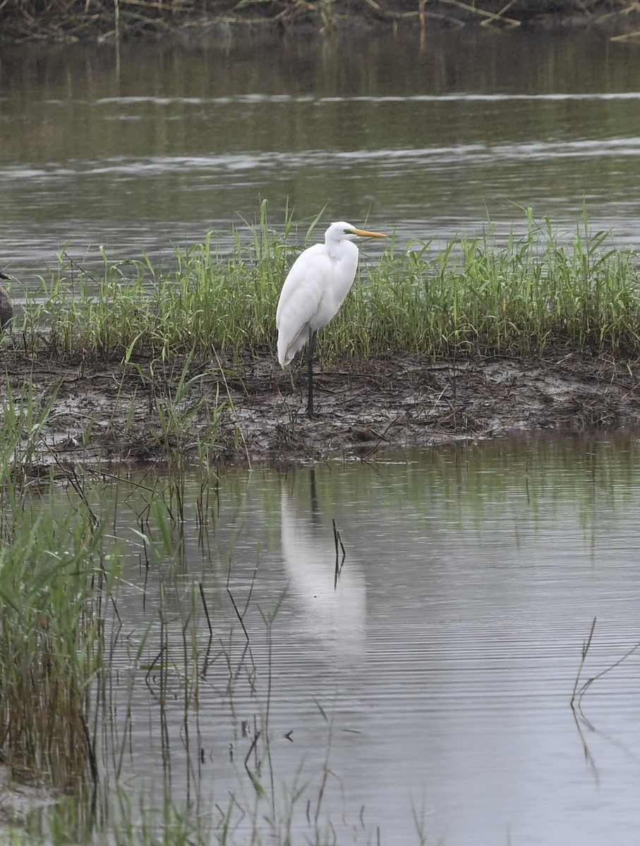 Great Egret (modesta) - ML643292415