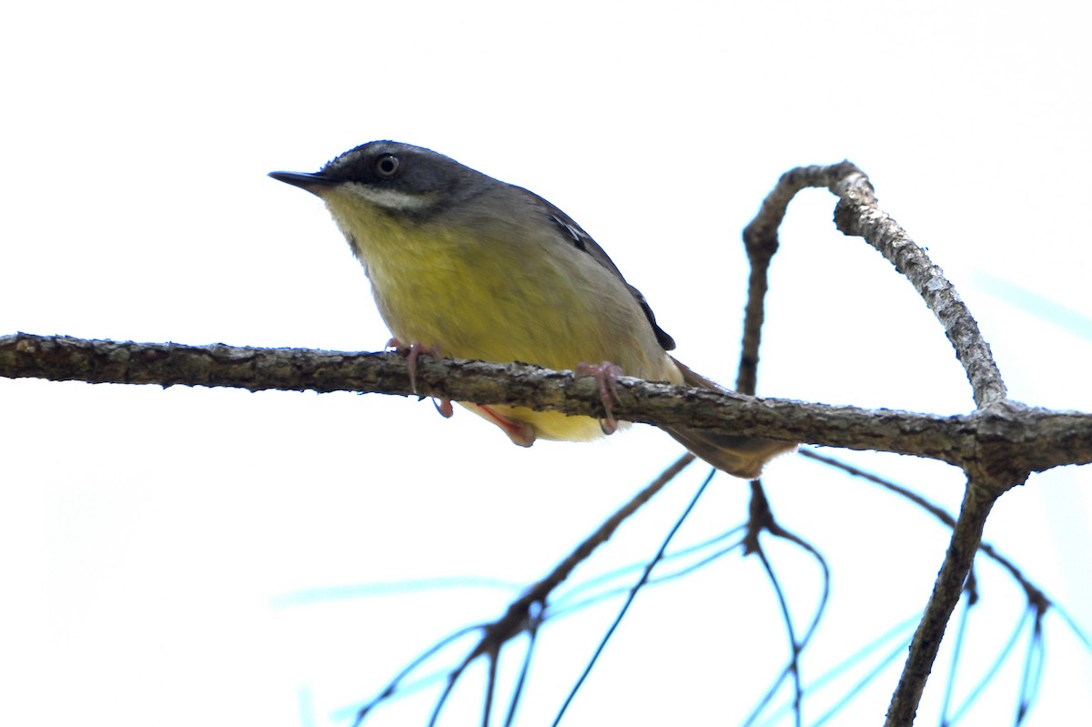 White-browed Scrubwren - ML643292416