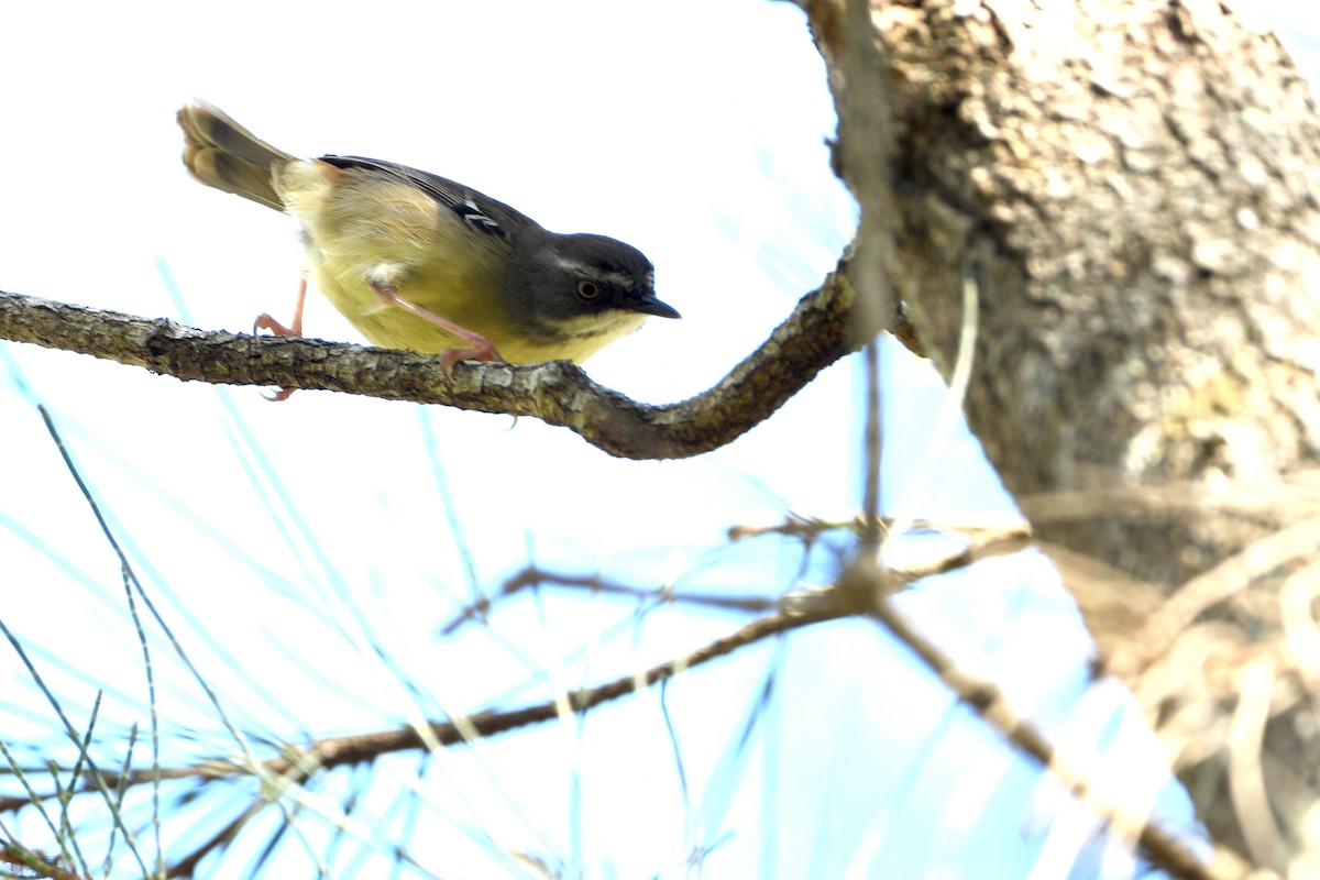 White-browed Scrubwren - ML643292417