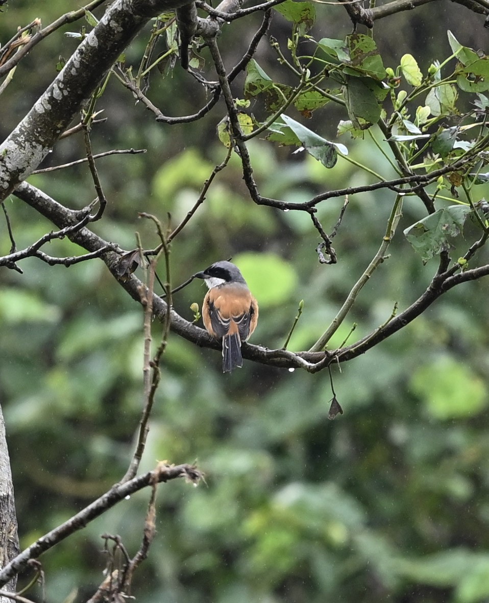 Long-tailed Shrike - ML643292423