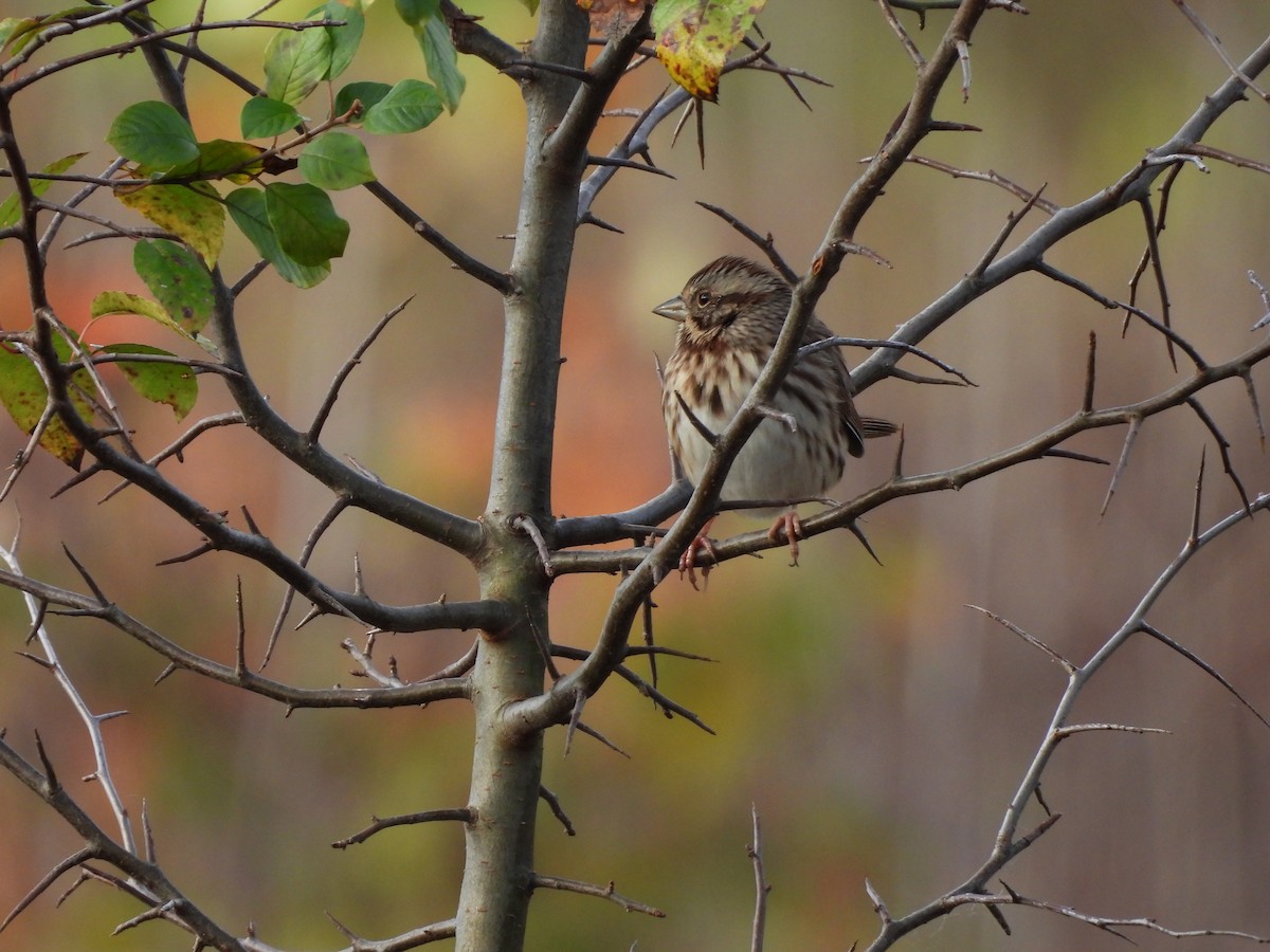 Song Sparrow - ML643292434