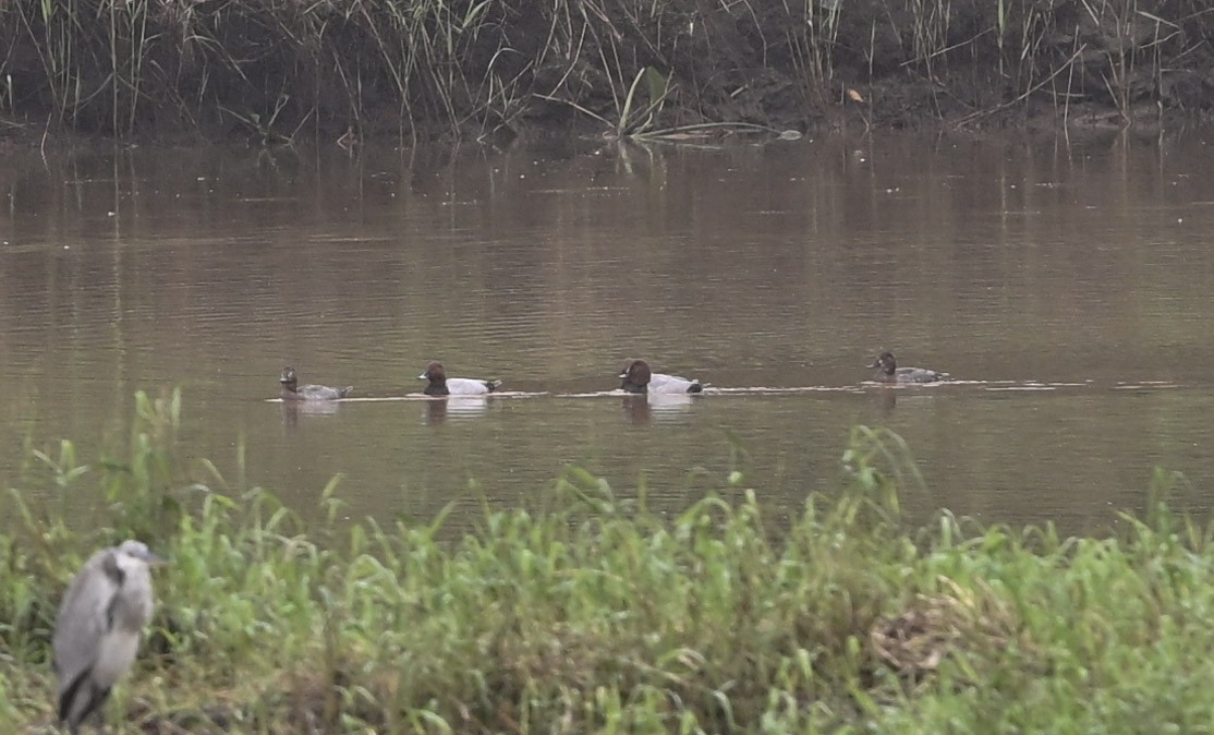 Common Pochard - ML643292447