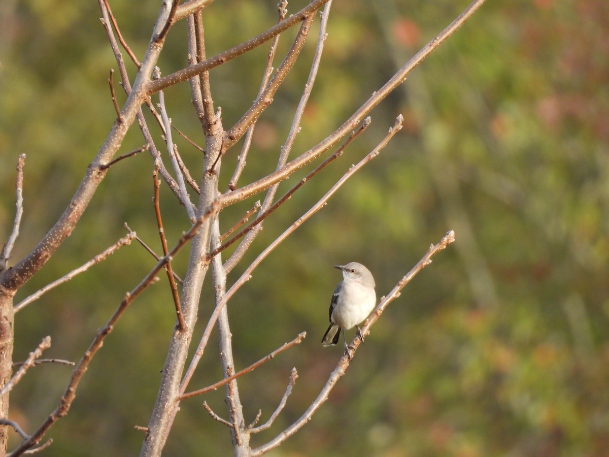 Northern Mockingbird - ML643292465
