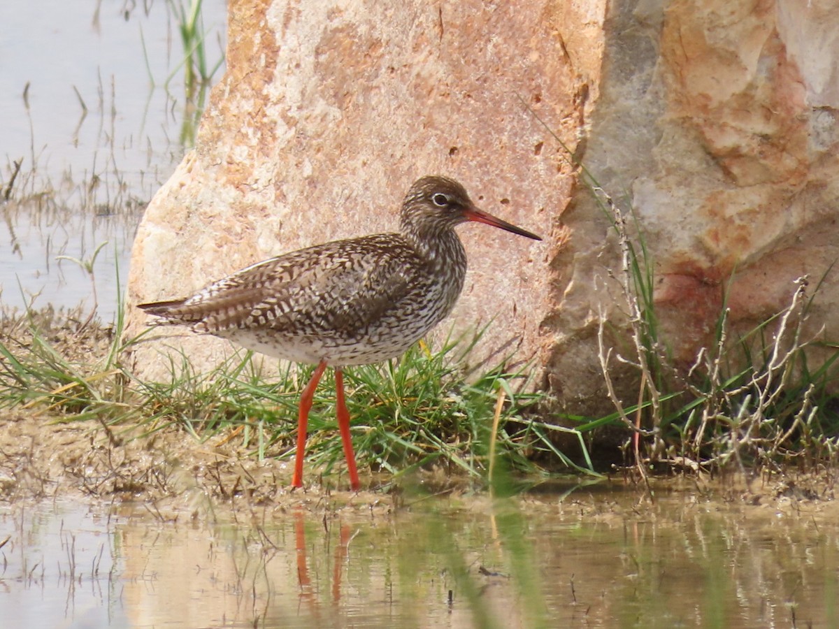 Common Redshank - ML643292481