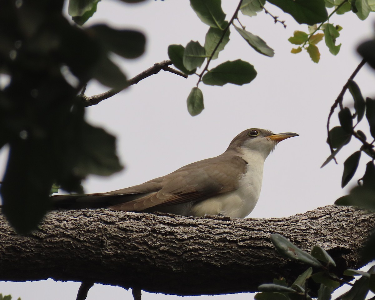 Yellow-billed Cuckoo - ML643292485