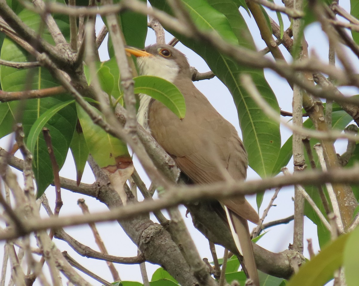Yellow-billed Cuckoo - ML643292486