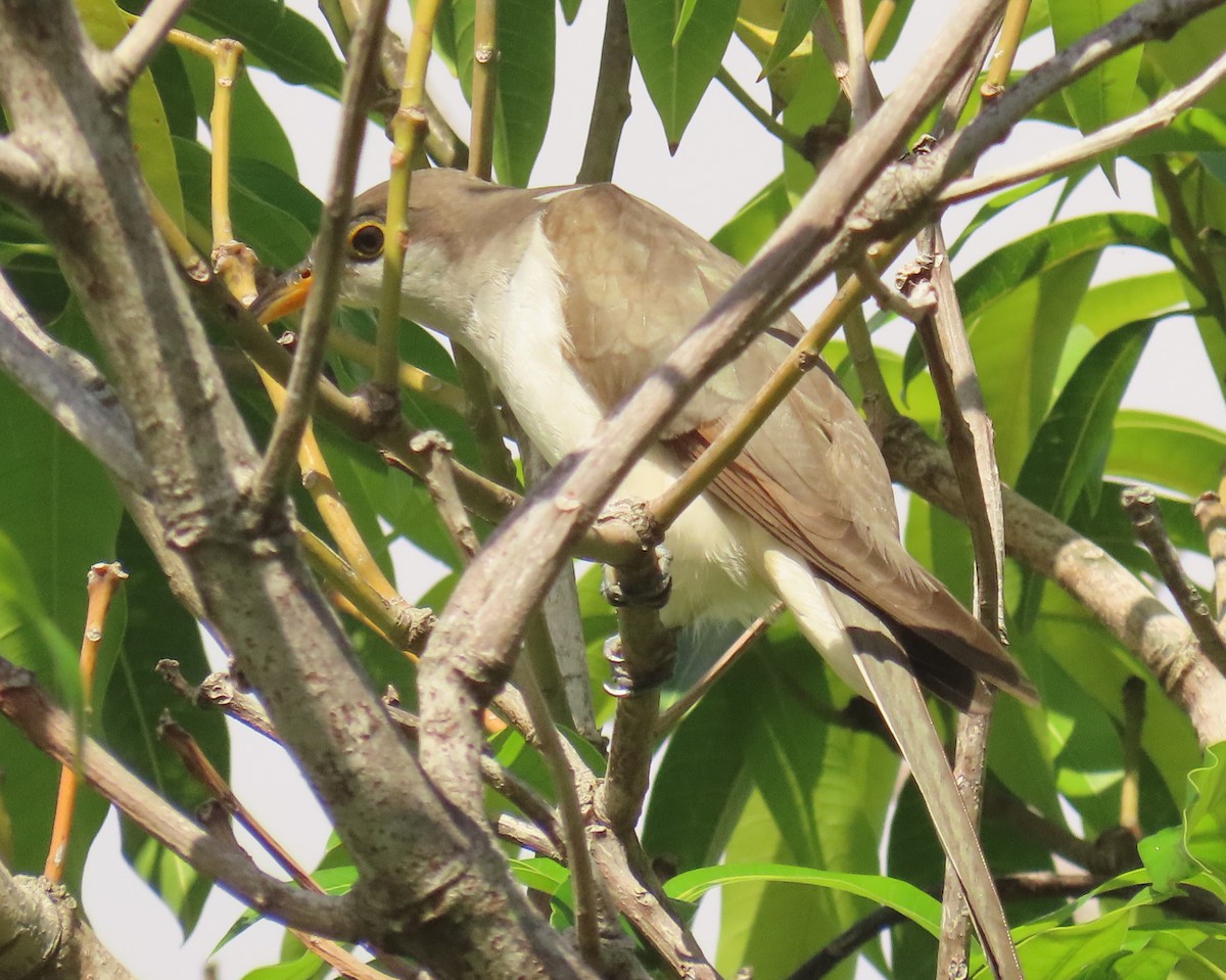 Yellow-billed Cuckoo - ML643292488