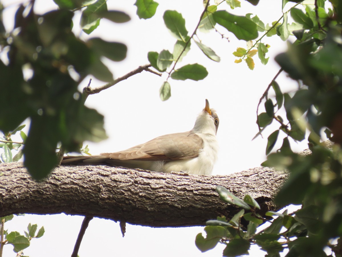 Yellow-billed Cuckoo - ML643292489