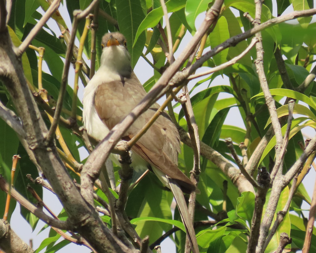 Yellow-billed Cuckoo - ML643292490