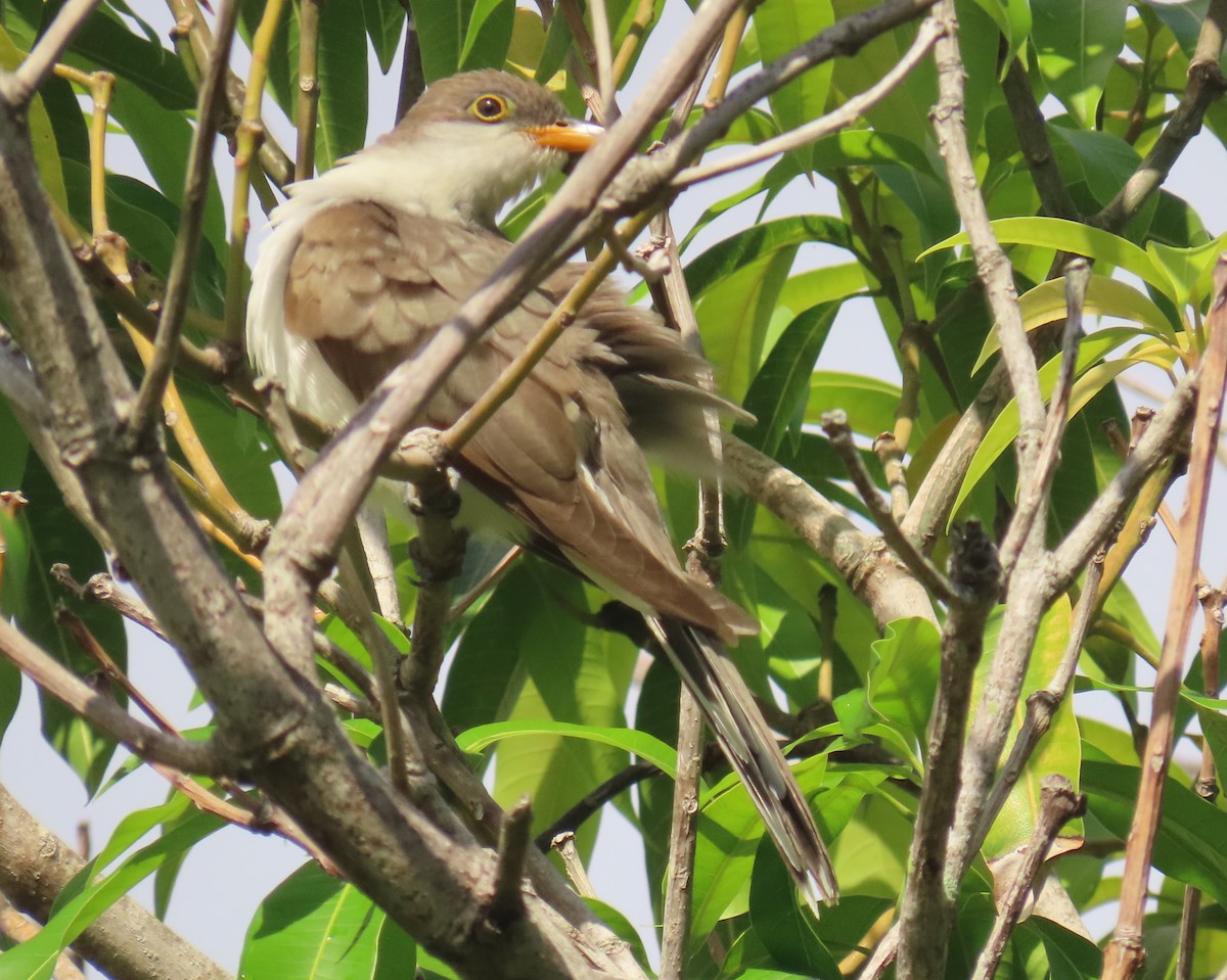Yellow-billed Cuckoo - ML643292492