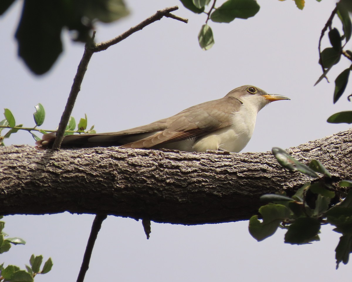 Yellow-billed Cuckoo - ML643292493
