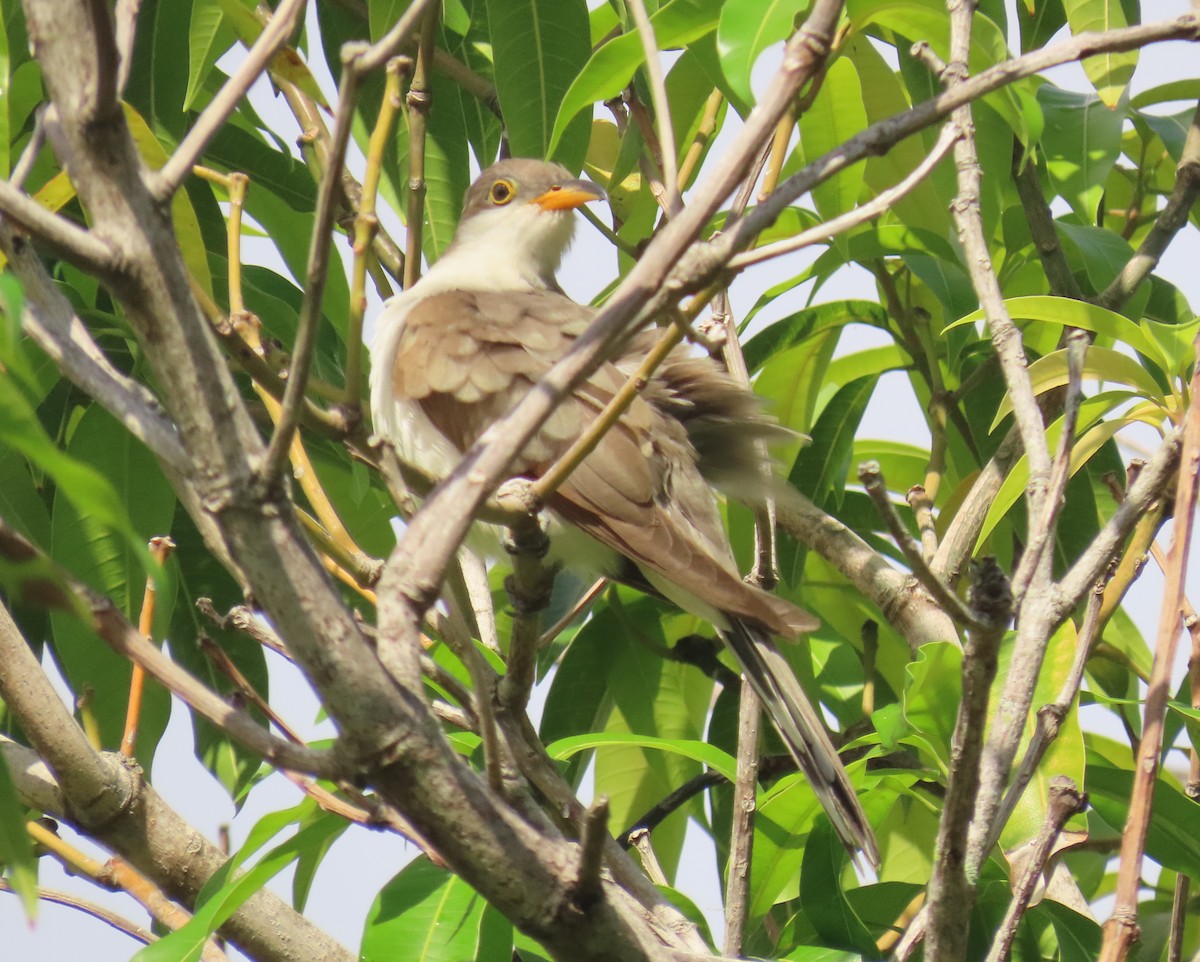 Yellow-billed Cuckoo - ML643292494