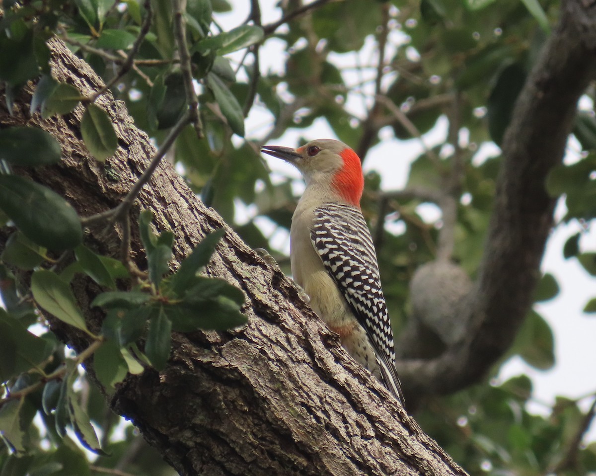 Red-bellied Woodpecker - ML643292513