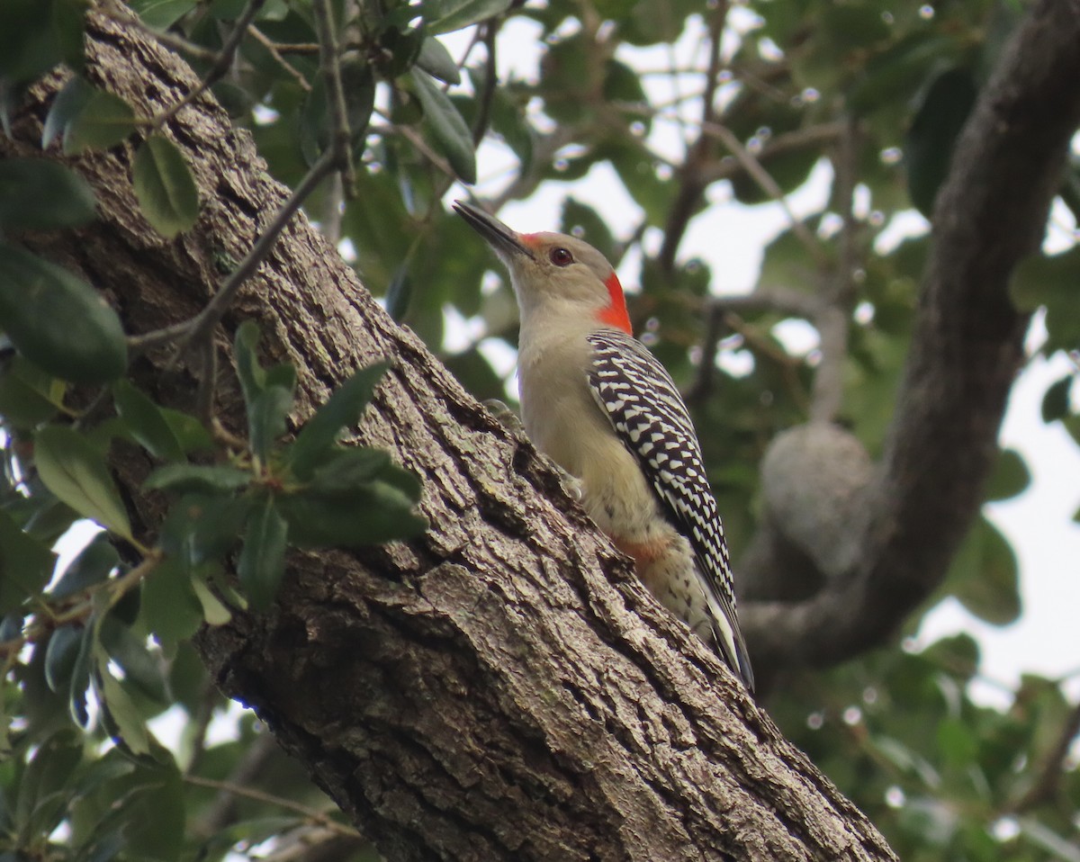 Red-bellied Woodpecker - ML643292514
