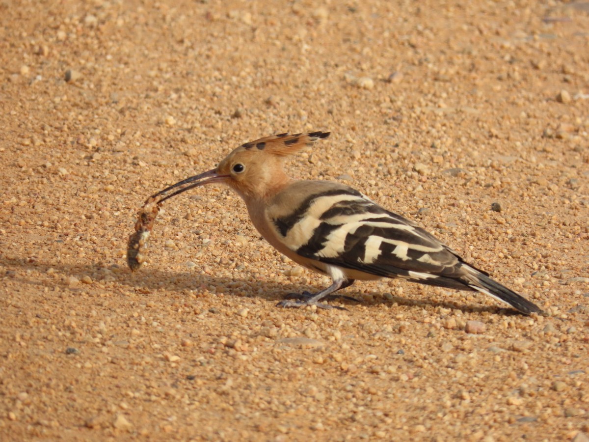 Eurasian Hoopoe - ML643292515
