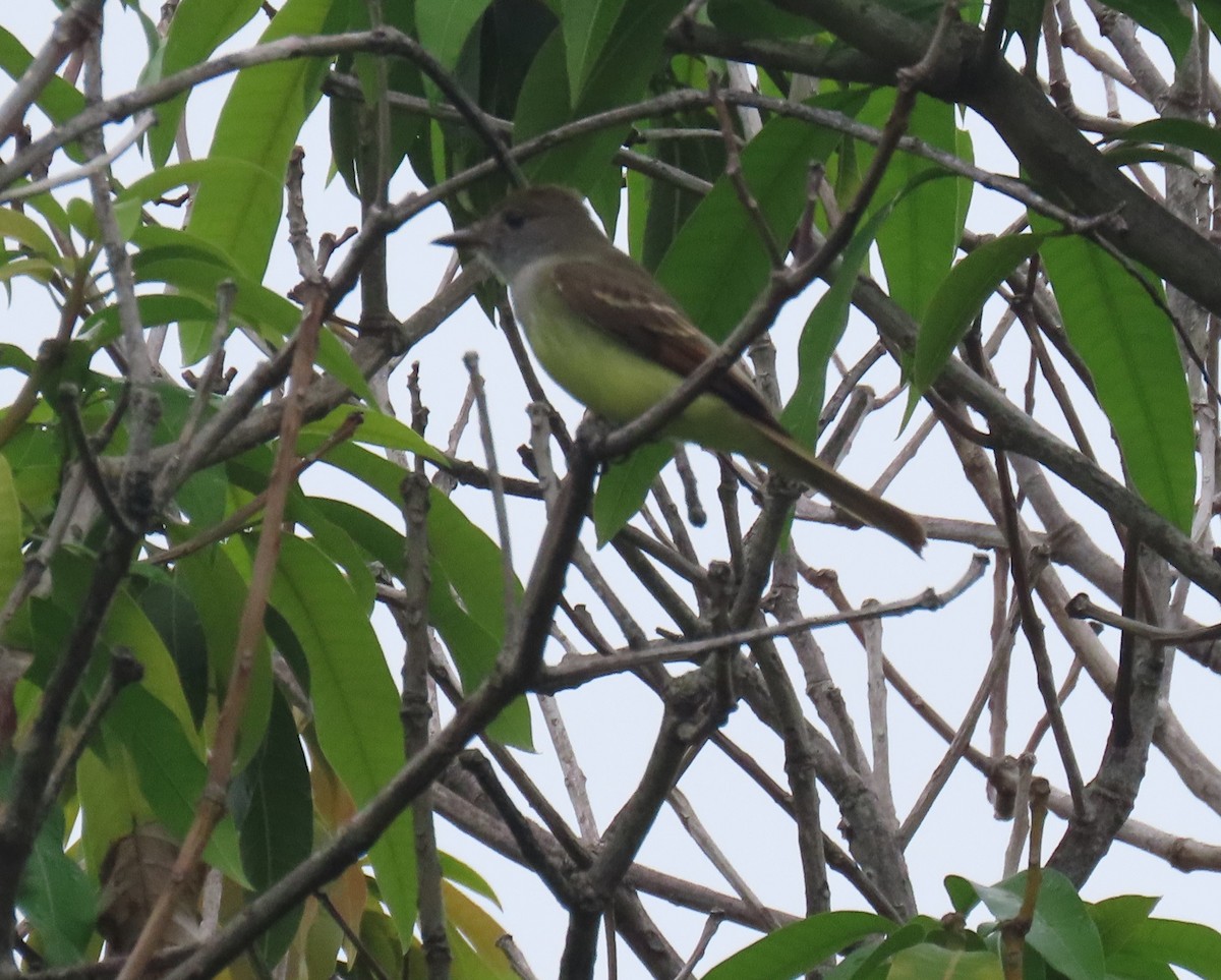 Great Crested Flycatcher - ML643292520