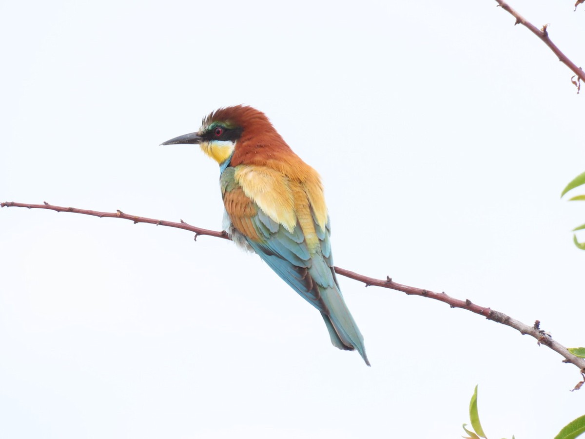 European Bee-eater - ML643292522