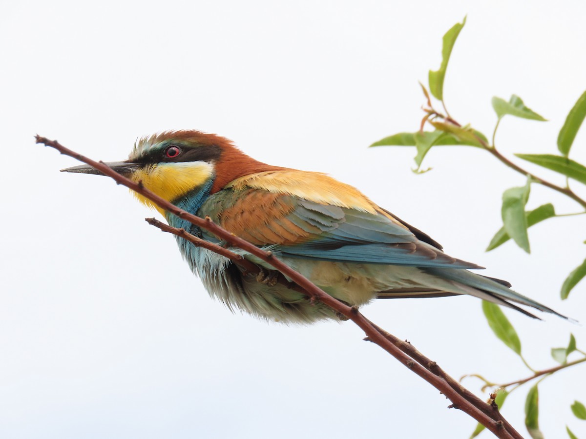 European Bee-eater - ML643292523