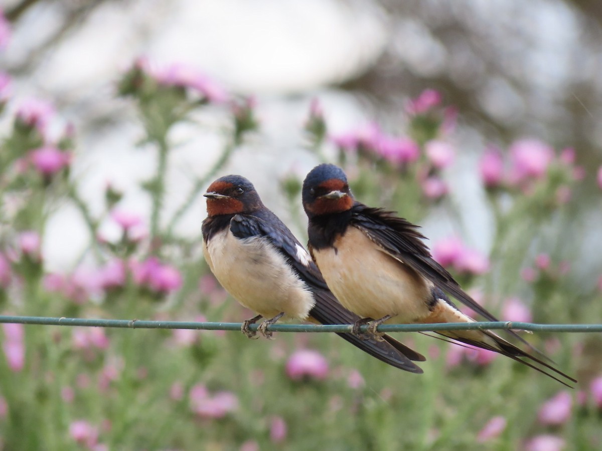 Barn Swallow - ML643292531