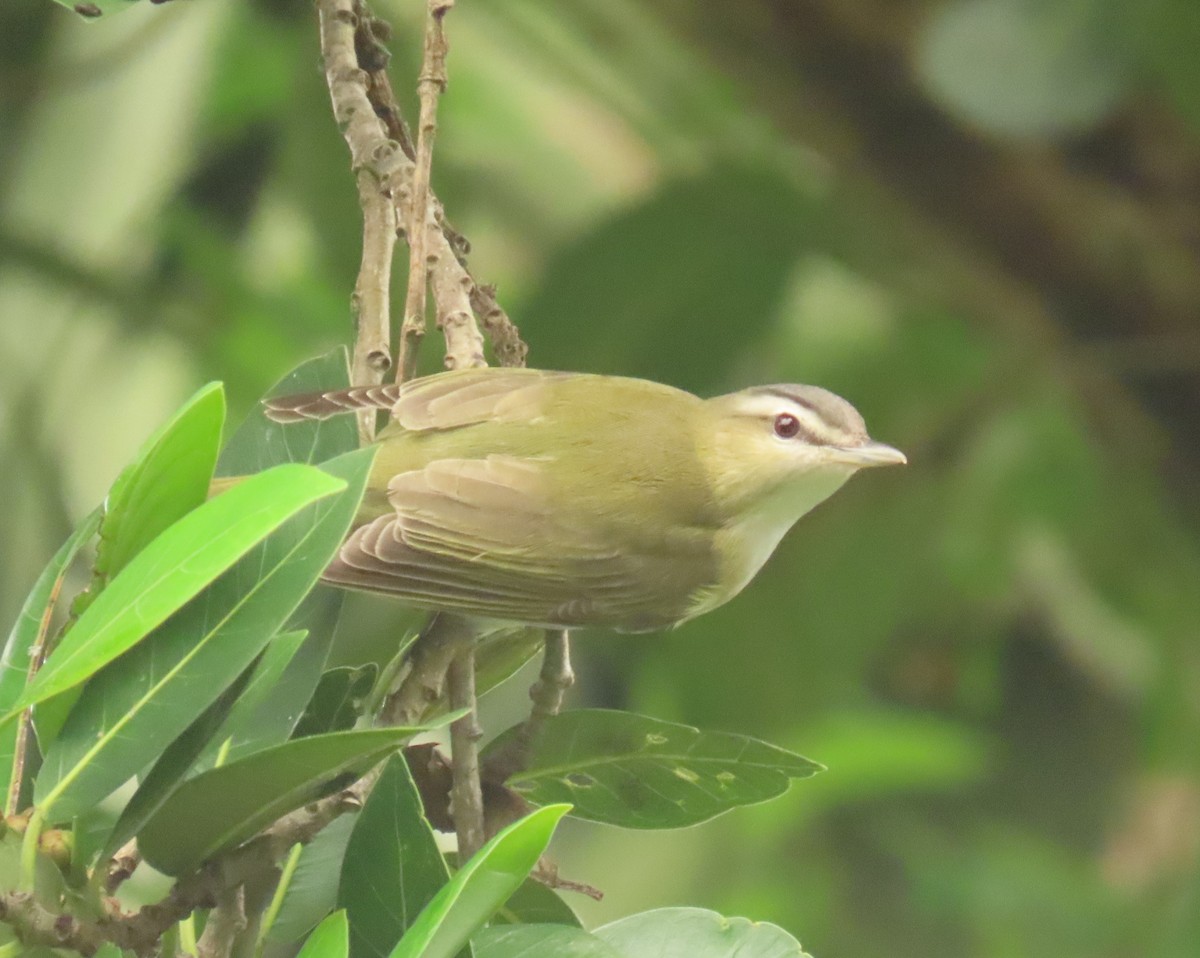 Red-eyed Vireo - ML643292546